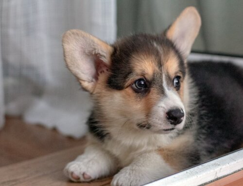 Corgi Checklist: Puppy Proofing Your Home