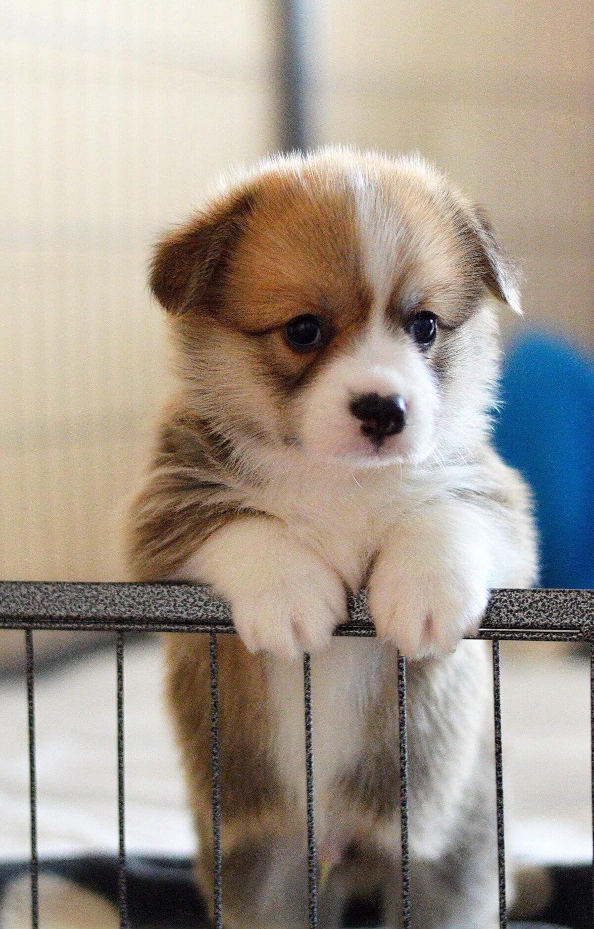 Little Welsh Corgi Puppy in a Crib