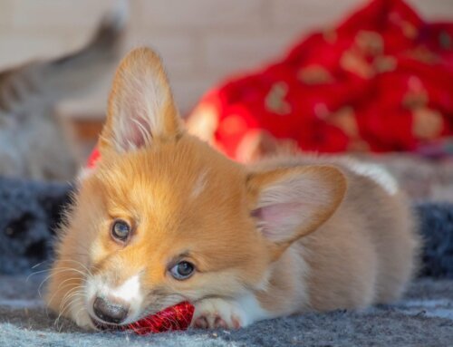 Corgi Checklist: What You Need for A New Puppy