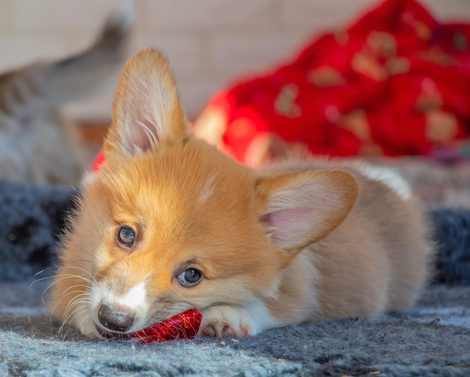 Little Welsh Corgi Puppy (4) The best diet for corgis