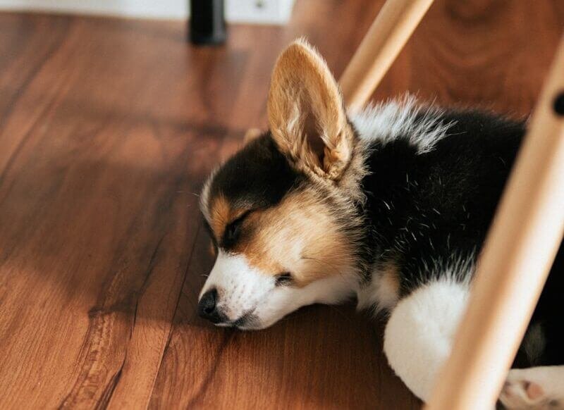 How to Create a Puppy Sleep Schedule for Your Corgi
