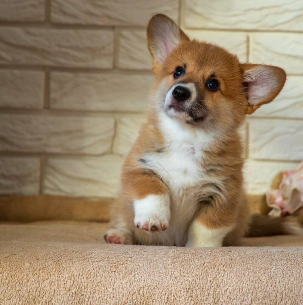 How to Feed a Little Corgi Puppy