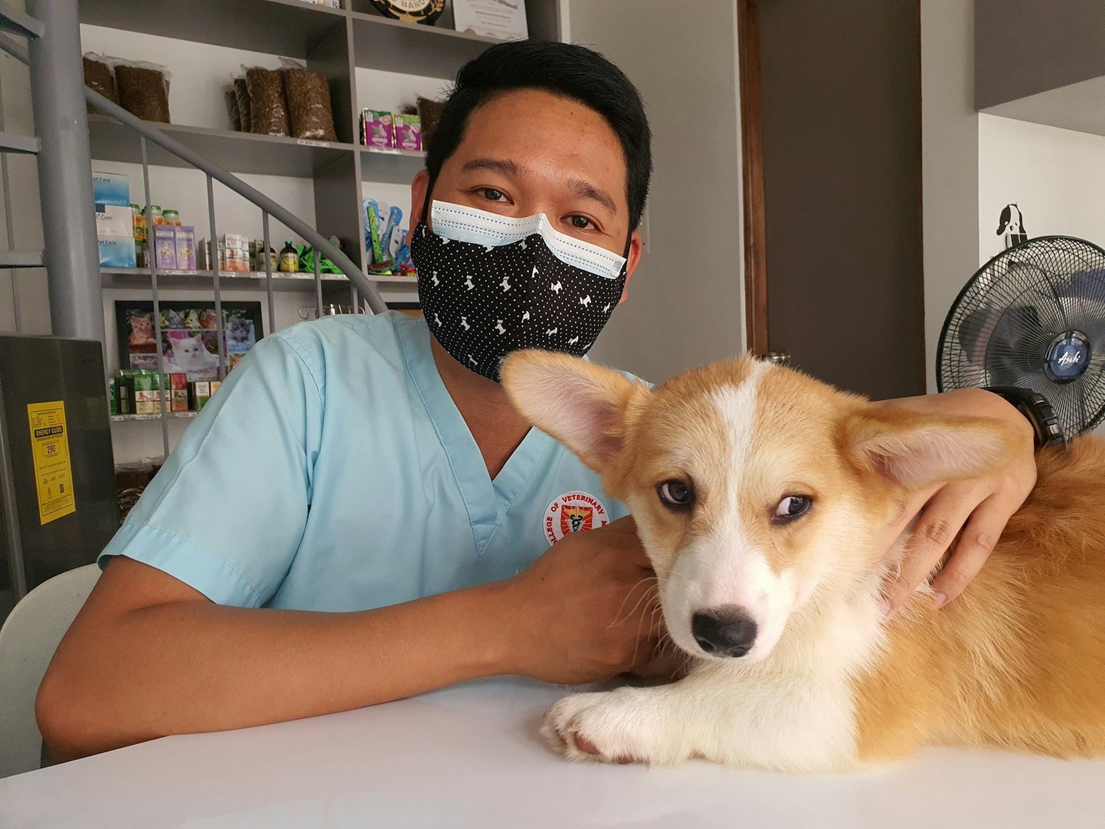 a vet wearing a face mask sitting next to a corgi