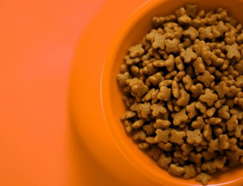 What Foods are Toxic to Dogs?